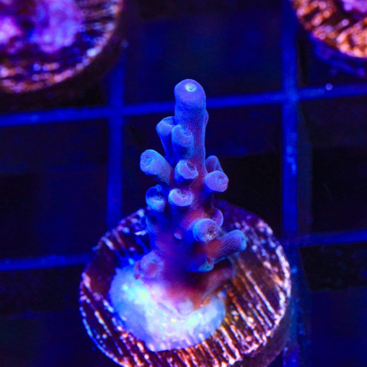 Jake Adams Immortal Tort Acropora Coral