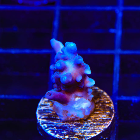 Jake Adams Immortal Tort Acropora Coral