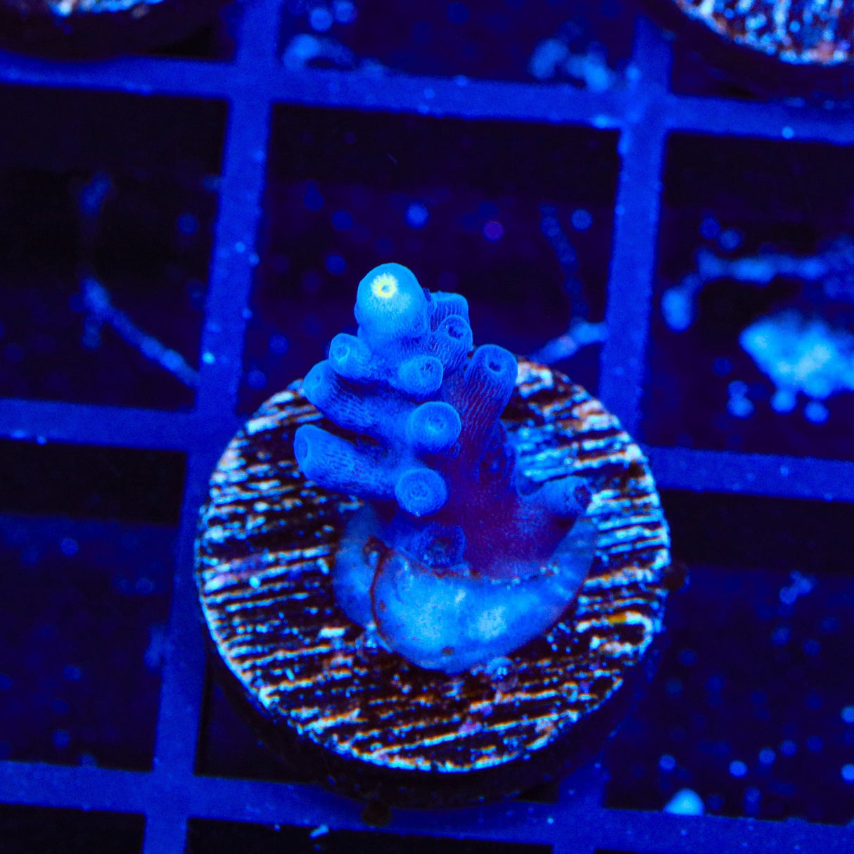 Jake Adams Immortal Tort Acropora Coral