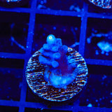 Jake Adams Immortal Tort Acropora Coral