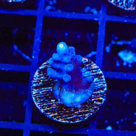 Jake Adams Immortal Tort Acropora Coral