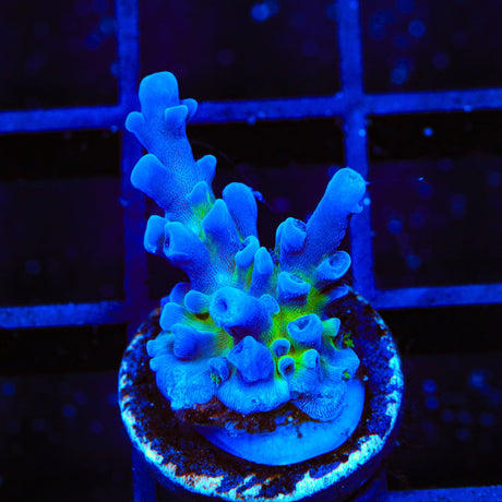 Jake Adams Immortal Tort Acropora Coral