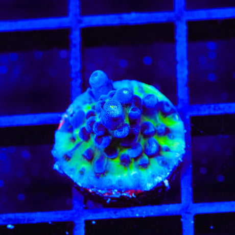 Jake Adams Immortal Tort Acropora Coral