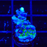 Jake Adams Immortal Tort Acropora Coral