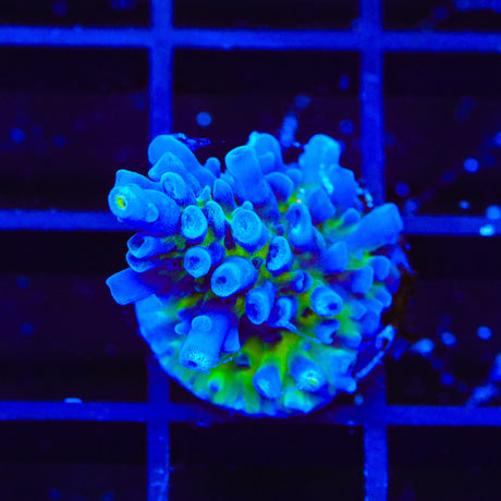 Jake Adams Immortal Tort Acropora Coral