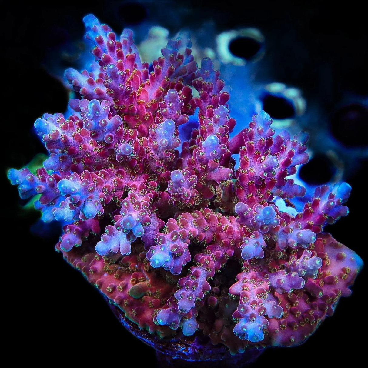 Jake Adams Rose Acropora Coral