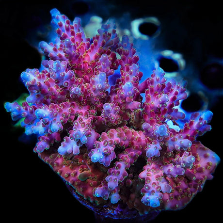 Jake Adams Rose Acropora Coral