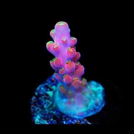 Jake Adams Rose Acropora Coral