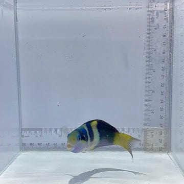 Jansen Saddle Wrasse