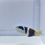 Jansen Saddle Wrasse (Thalassoma jansenii)