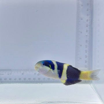 Jansen Saddle Wrasse (Thalassoma jansenii)