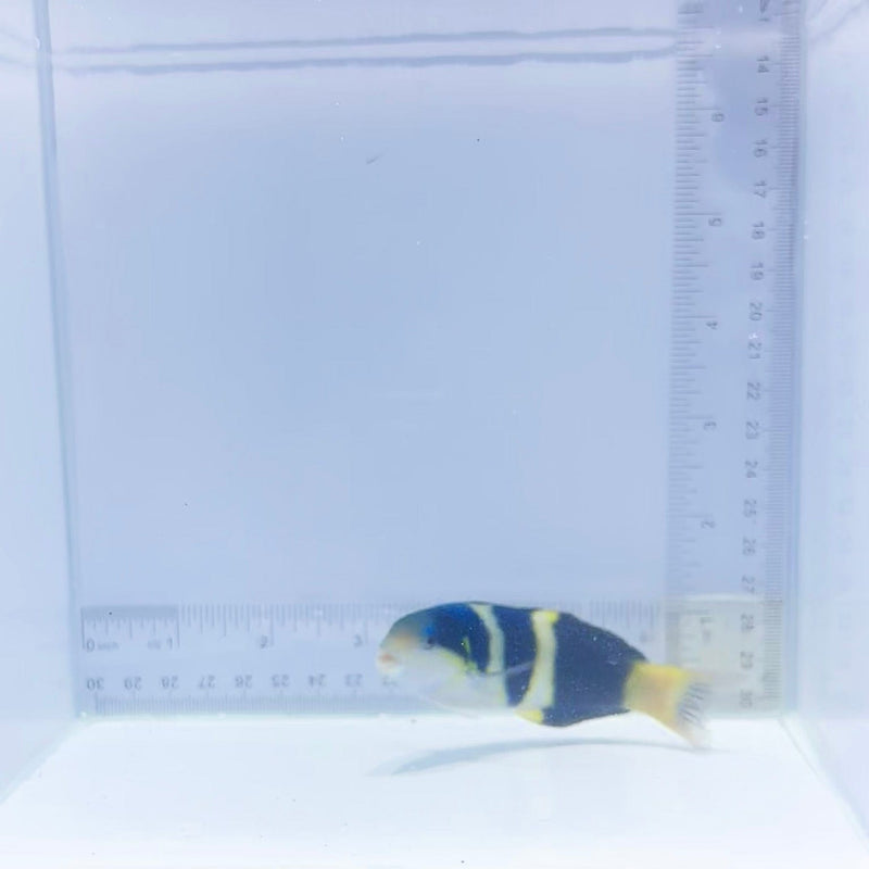 Jansen Saddle Wrasse (Thalassoma jansenii)