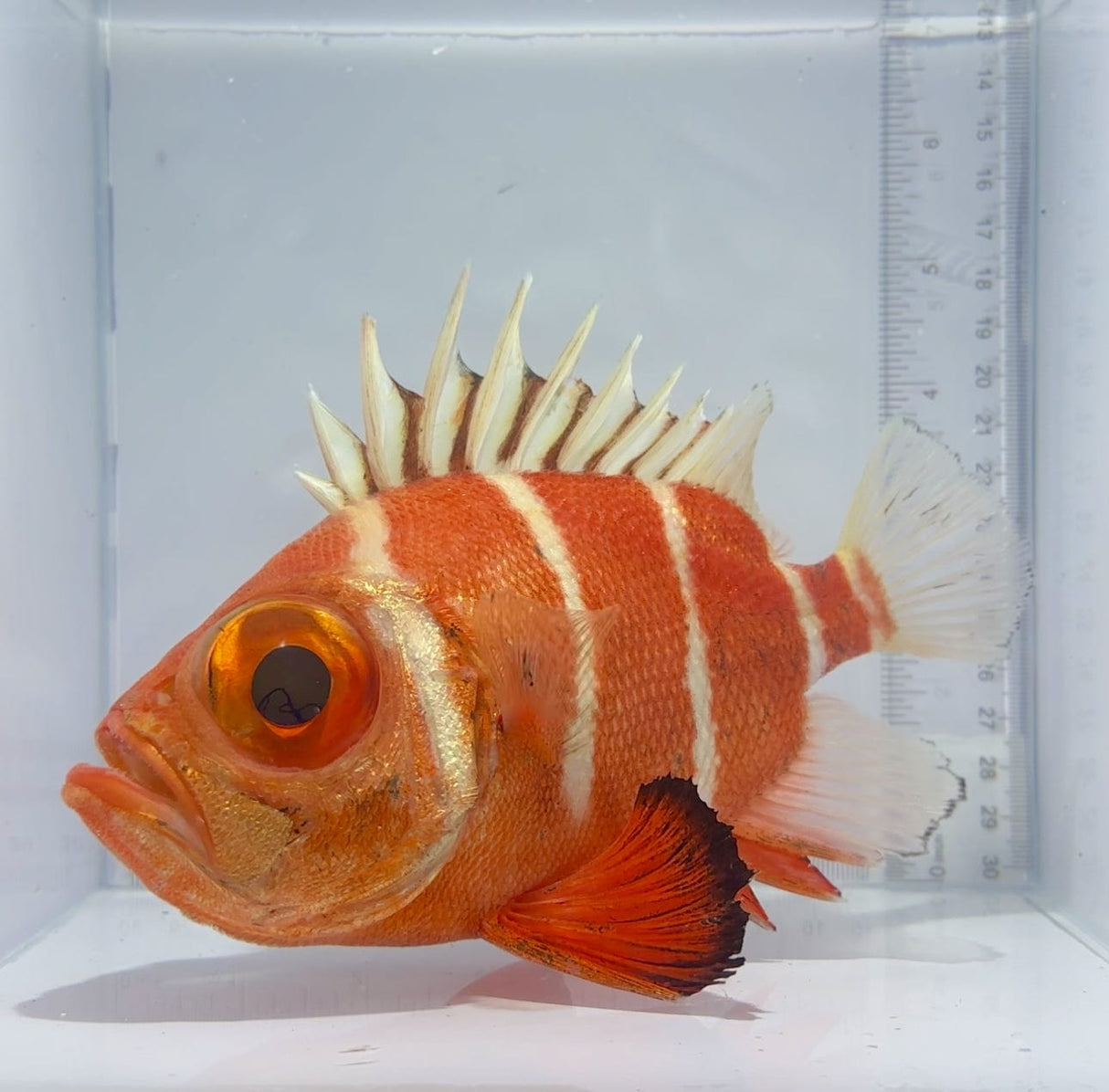Japanese Bigeye Catalufa