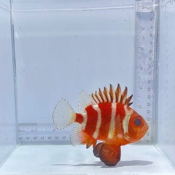 Japanese Bigeye Catalufa (Pristigenys niphonia)
