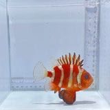 Japanese Bigeye Catalufa (Pristigenys niphonia)