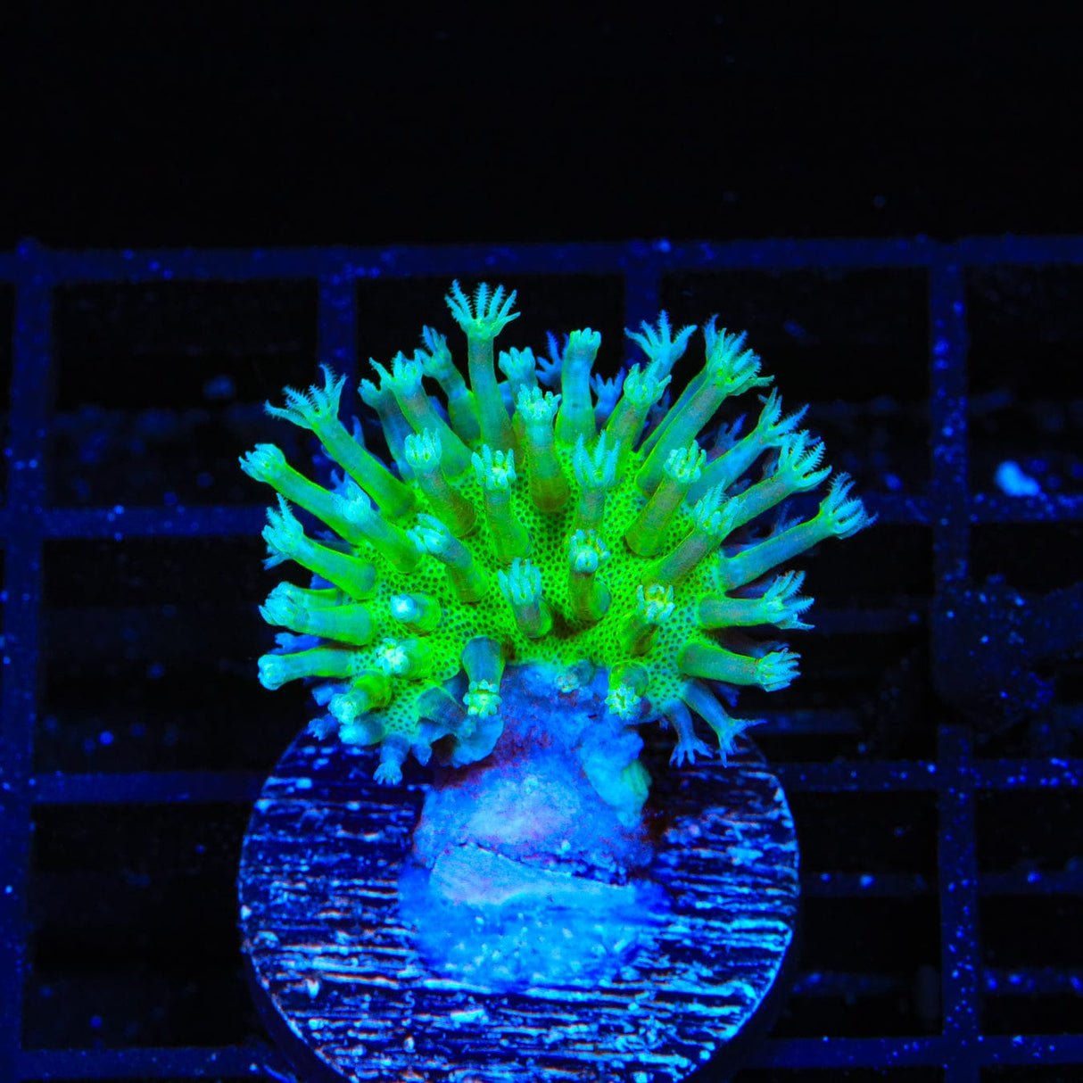 Japanese Green Toadstool Leather Coral