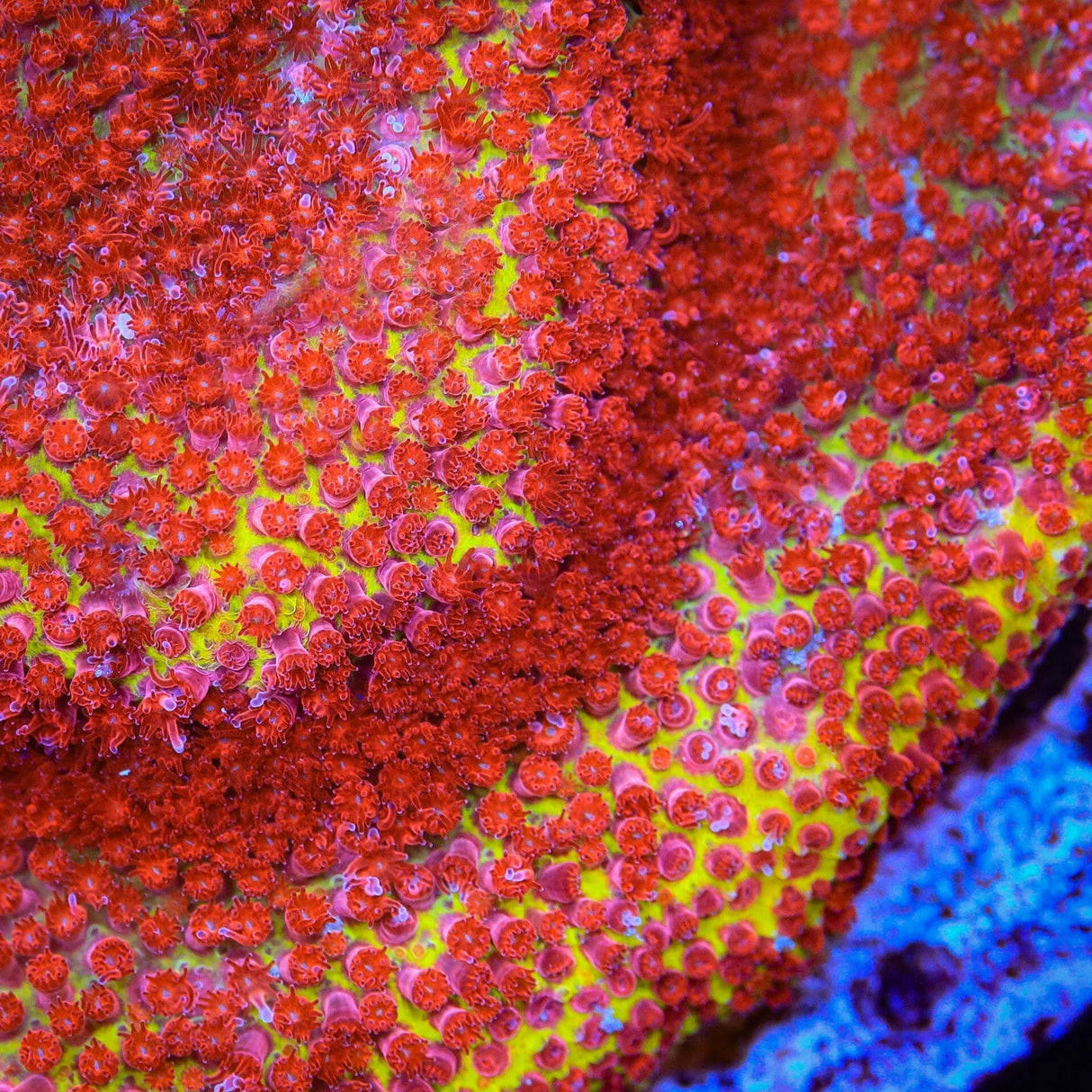 Jason Fox Burning Banana Stylocoeniella Coral