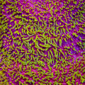 Jason Fox Freak Hair Lithophyllon Coral