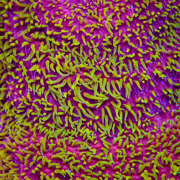 Jason Fox Freak Hair Lithophyllon Coral