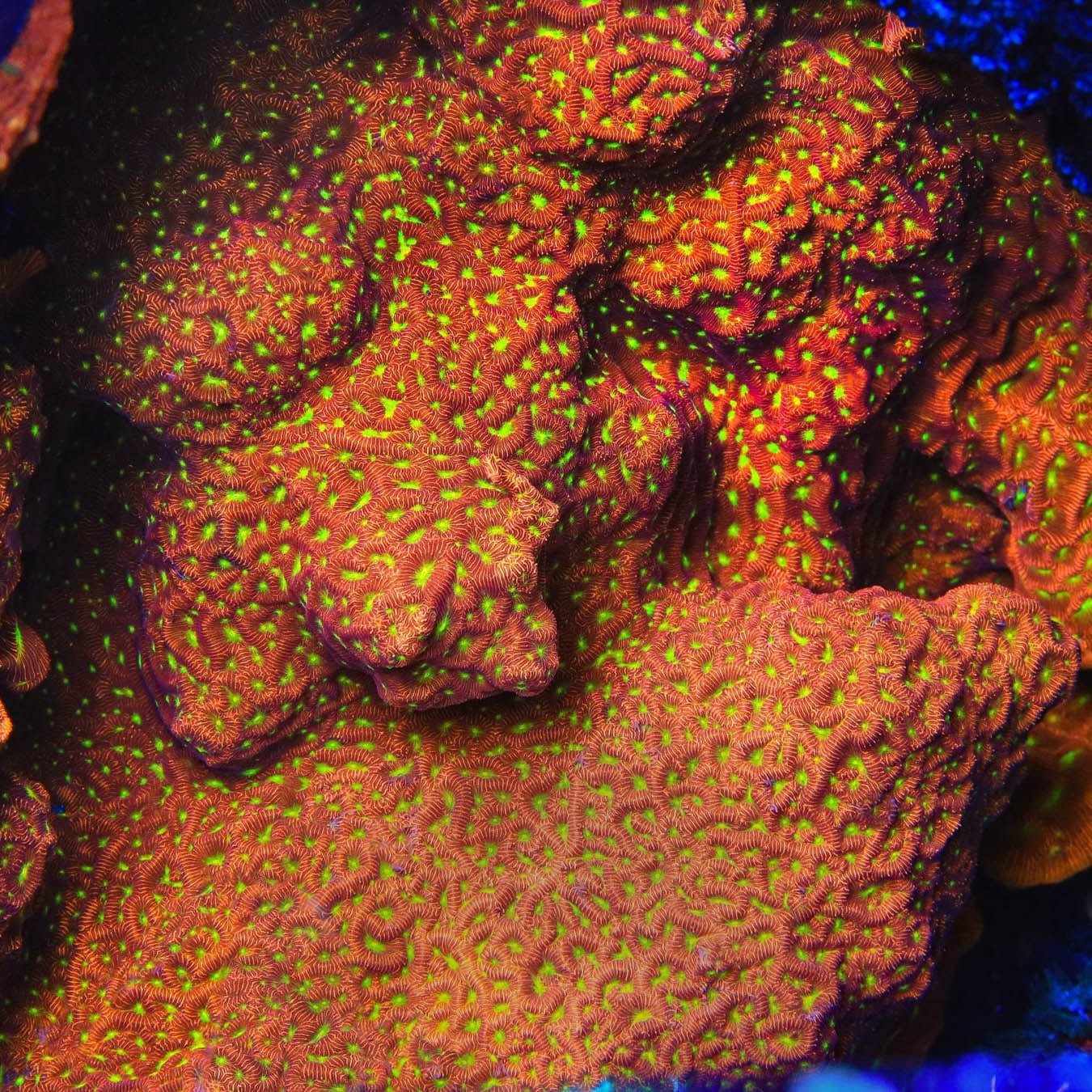 JF Jack O Lantern Leptoseris Coral – Top Shelf Aquatics