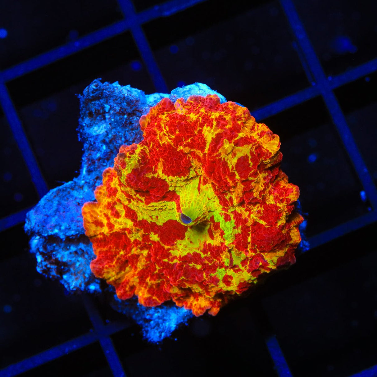 Jawbreaker Mushroom Coral