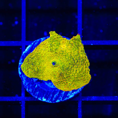 Jawbreaker Mushroom Coral