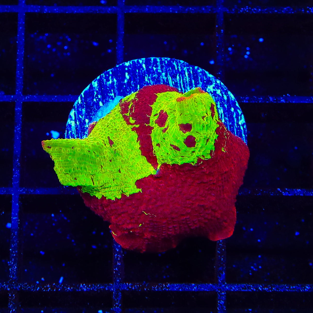 Jawbreaker Mushroom Coral