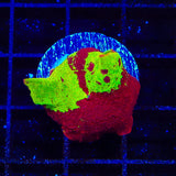 Jawbreaker Mushroom Coral