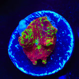 Jawbreaker Mushroom Coral