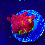 Jawbreaker Mushroom Coral