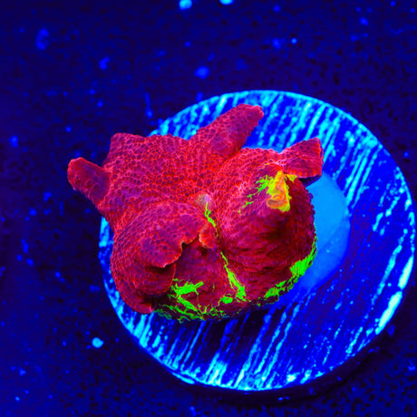 Jawbreaker Mushroom Coral