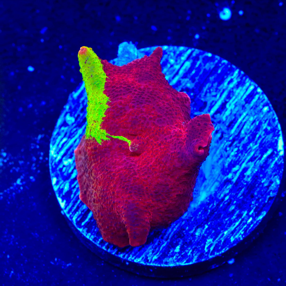 Jawbreaker Mushroom Coral