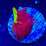 Jawbreaker Mushroom Coral