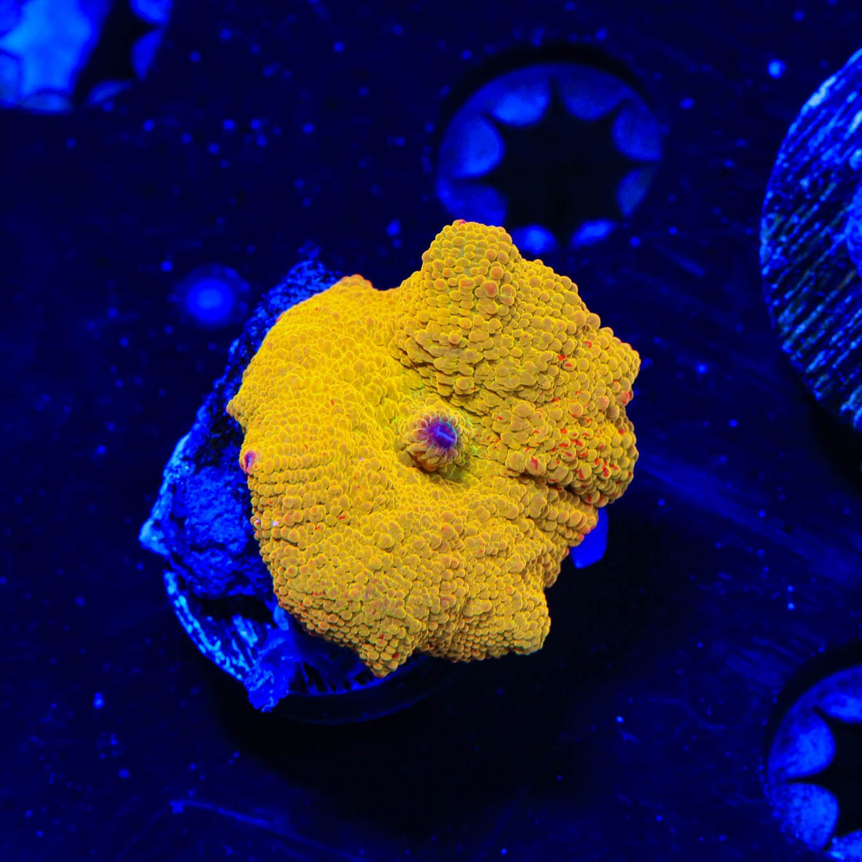 Jawbreaker with Red Mushroom Coral