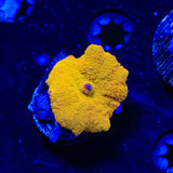 Jawbreaker with Red Mushroom Coral