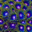 Jawbreaker Zoanthids Coral