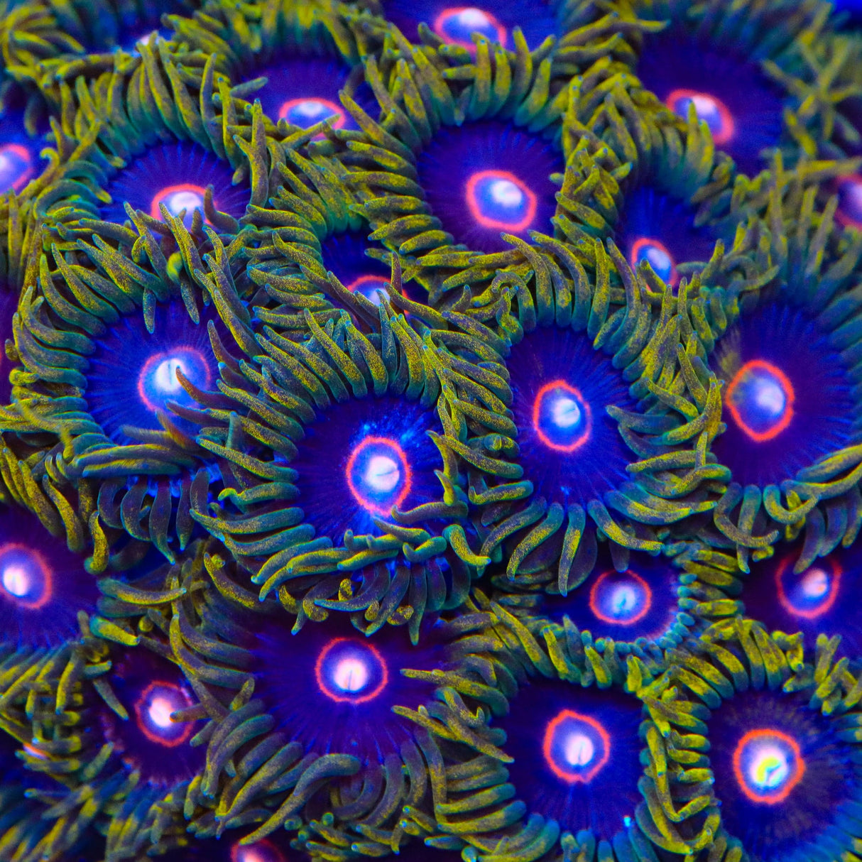 Jawbreaker Zoanthids Coral