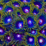 Jawbreaker Zoanthids Coral