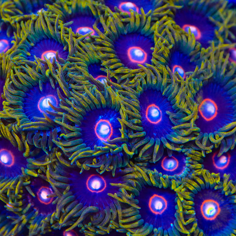 Jawbreaker Zoanthids Coral