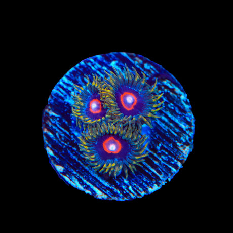 Jawbreakers Zoanthids Coral