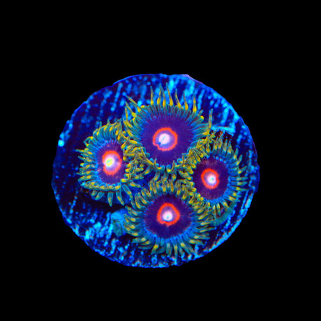 Jawbreakers Zoanthids Coral