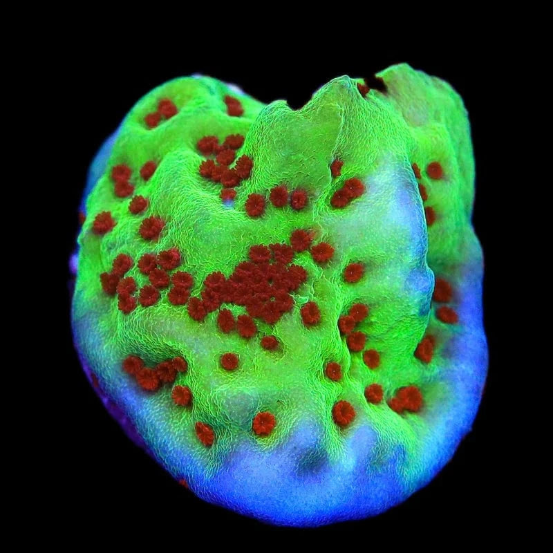 Jedi Mind Trick Montipora Coral