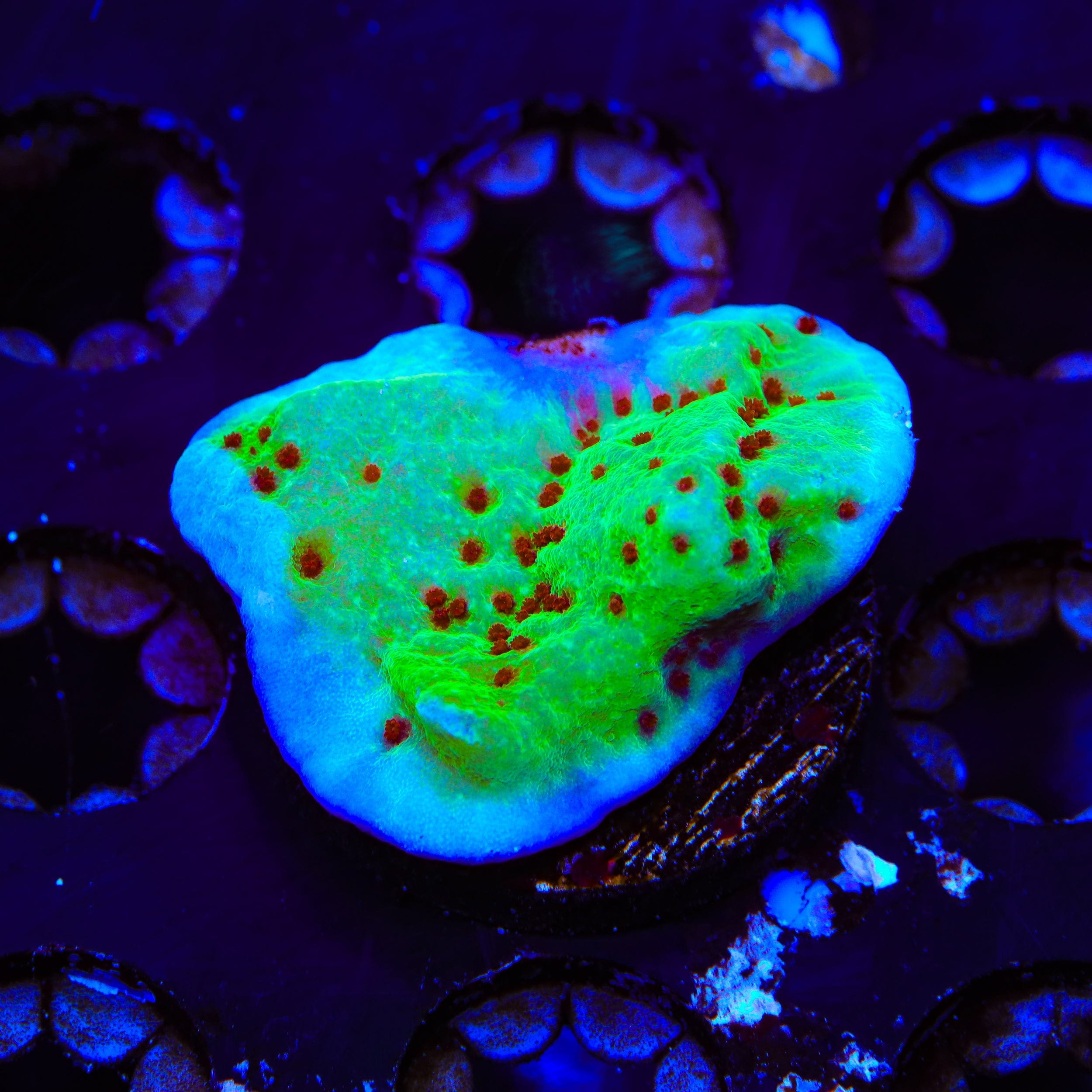 Jedi Mind Trick Montipora Coral