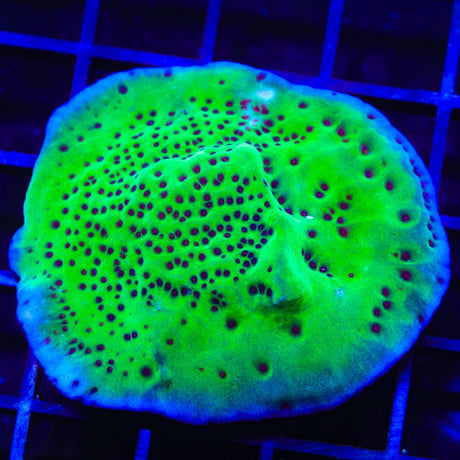 Jedi Mind Trick Montipora Coral
