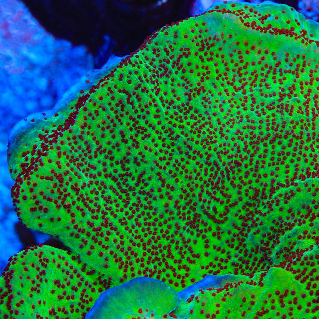 Jedi Mind Trick Montipora Coral – Top Shelf Aquatics