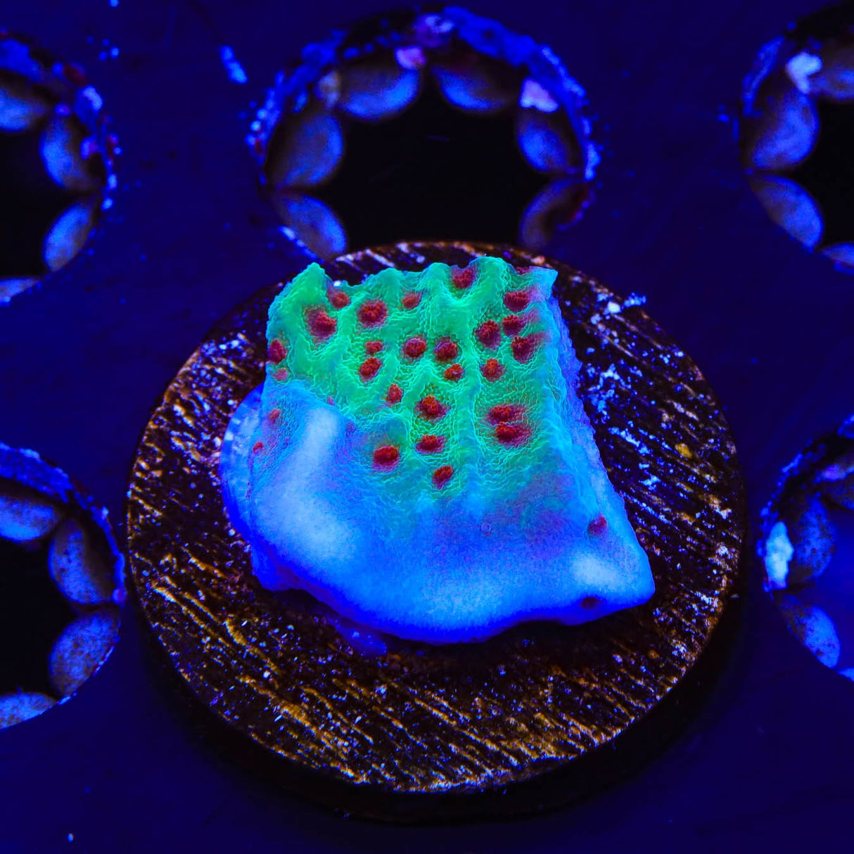 Jedi Mind Trick Montipora Coral