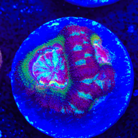 Jester Deep Water Acan Coral