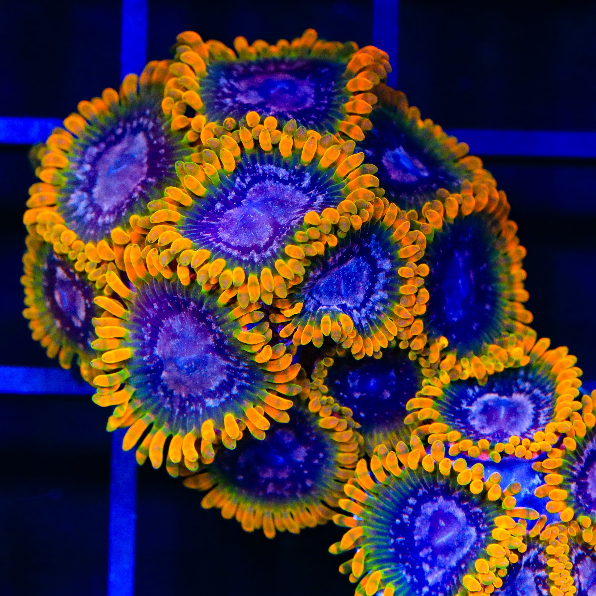 JF Acid Reflux Zoanthid Coral