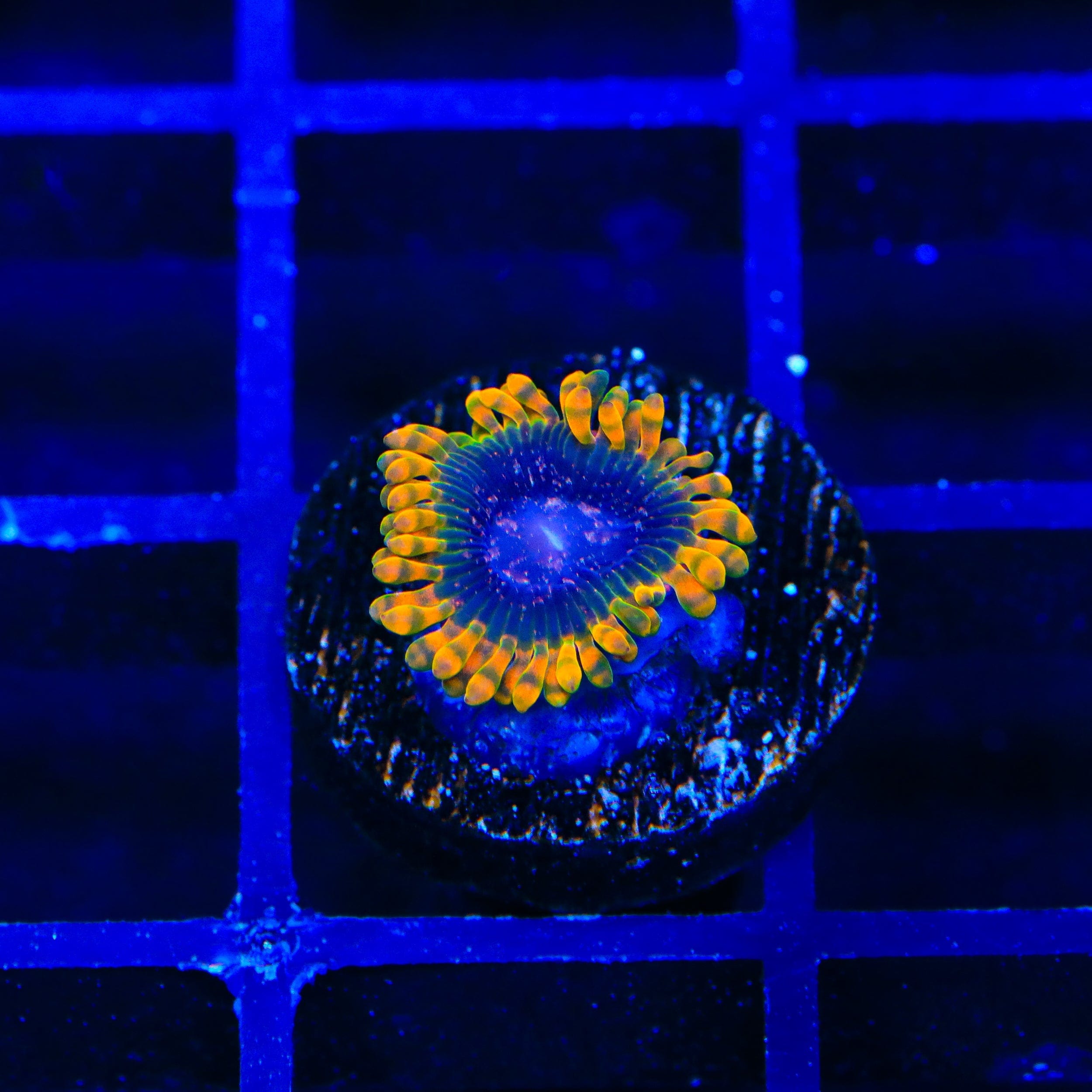JF Acid Reflux Zoanthid Coral