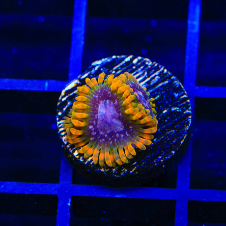 JF Acid Reflux Zoanthid Coral